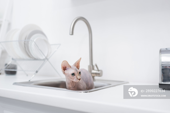 Hairless sphynx cat in sink in kitchen.