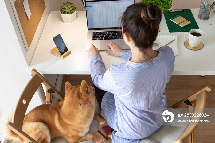 Covid-19 working from home concept. Woman using laptop, Shiba Inu dog sleep near her