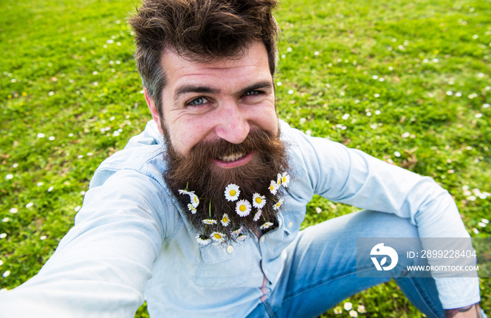 Hipster on smiling face sits on grass, defocused. Natural beauty concept. Man with beard enjoys spring, green meadow background. Guy with daisy or chamomile flowers in beard taking selfie photo.