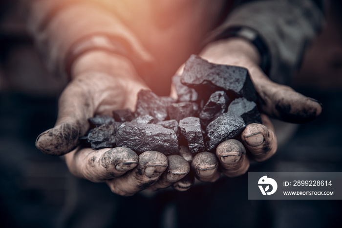 Miner holds coal, palm texture. Concept mining, black stone.