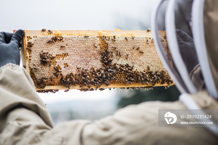 Beekeeper hold frame full of honey