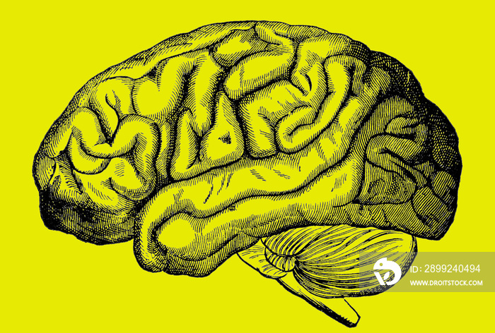 An engraved image of the human brain from a Victorian book dated 1880 that is no longer in copyright isolated on a yellow background, stock photo imag