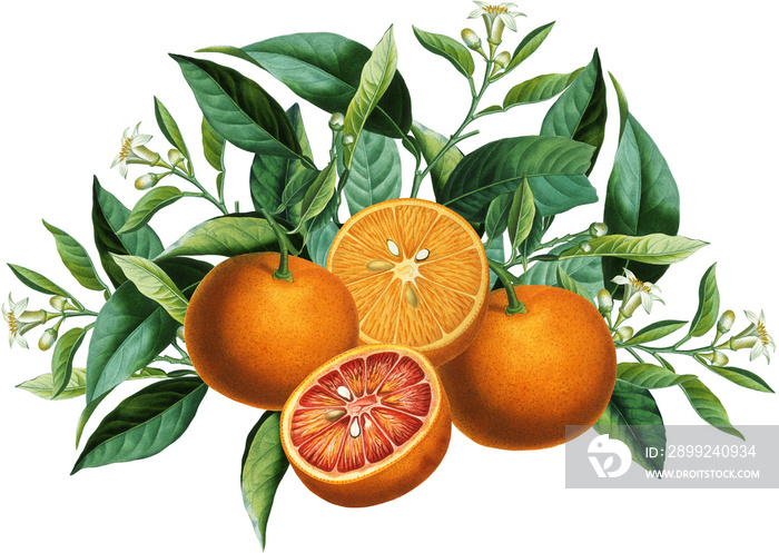 Fruit arrangement with vintage orange citruses, blossom, green leaves