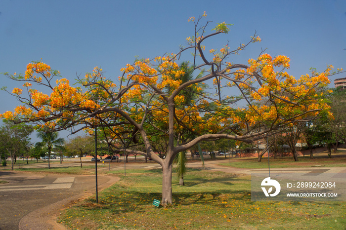 tree in spring