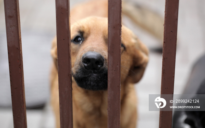 animal shelter - sad brown dog behind bars