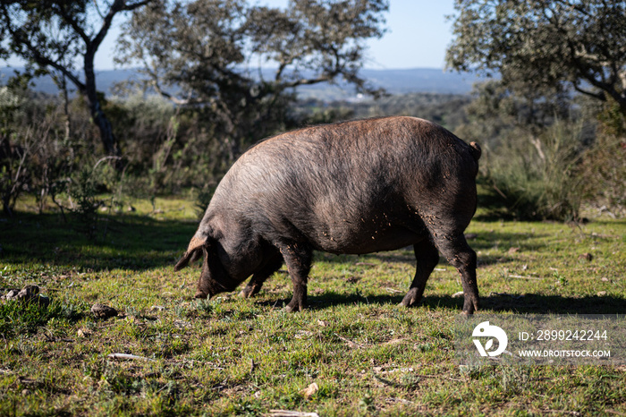 Cerdo ibérico