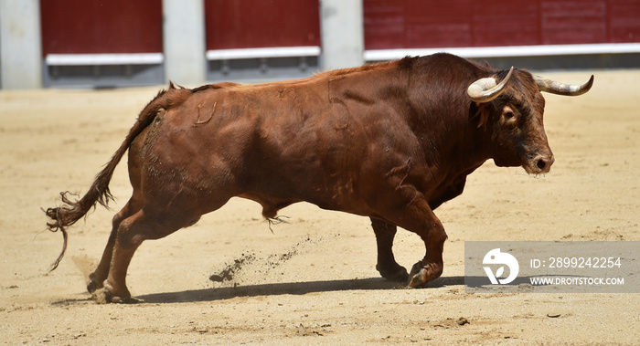 toro en españa corriendo en plaza de toros