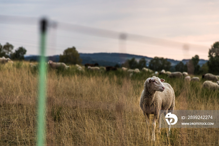 sheeps on a meadow