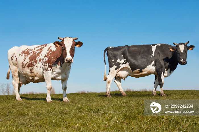 Two milk cows in the prairie in Flanders Belgium