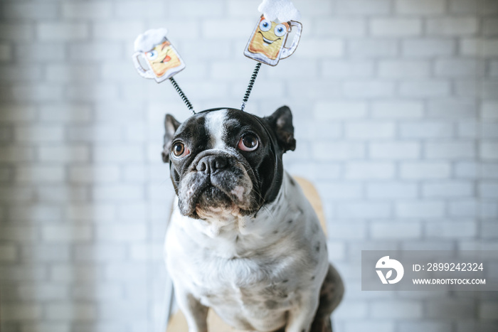 Dog with beer diadem