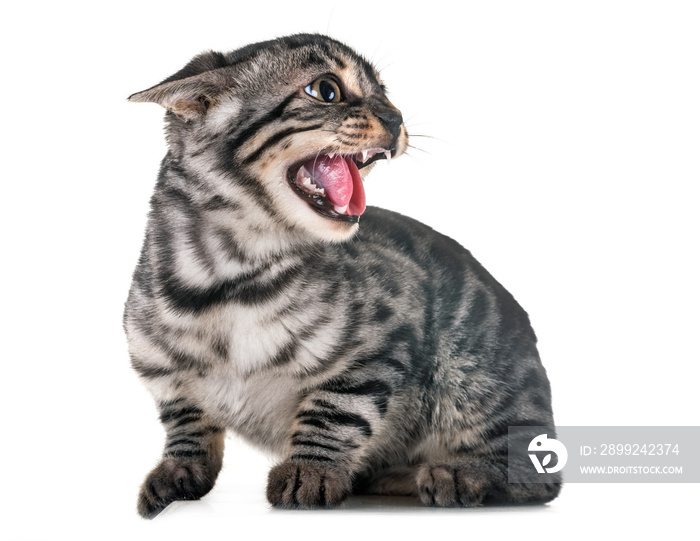 angry bengal kitten in studio