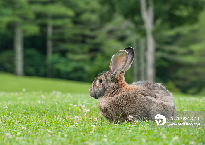 Flemish Giant bunny rabbit on lush grass lawn