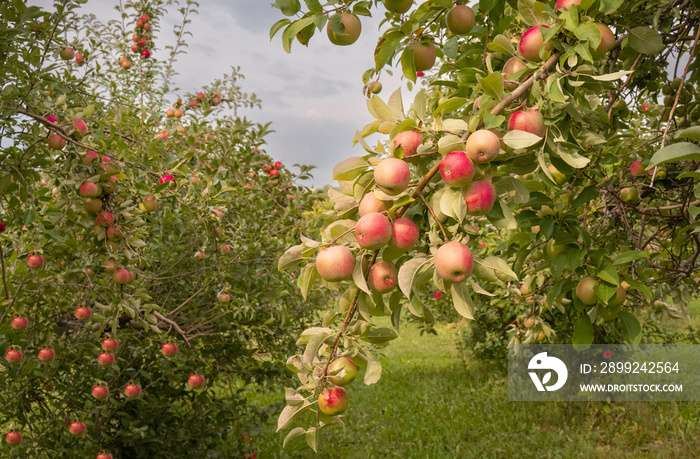 apples on tree