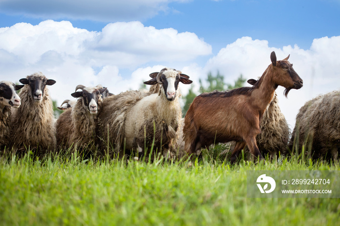 Flock of sheep and goat on pasture in nature