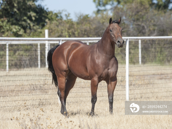 Dark bay Quarter Horse stallion