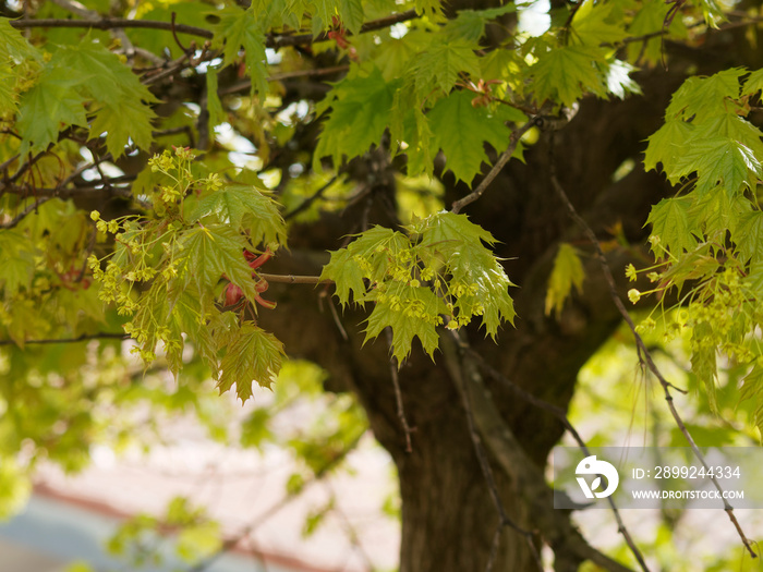 Acer platanoides - Érable plane aux fleurs printanières jaunes dressées en corymbes entre les jeunes feuilles palmées, lobes pointues de couleur vert luisant