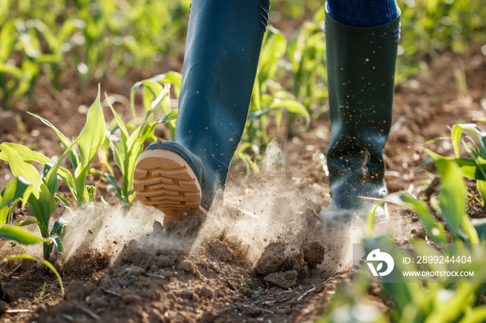 Farmer with rubber boots is walking in dry corn field. Agricultural activity in cultivated land at arid climate