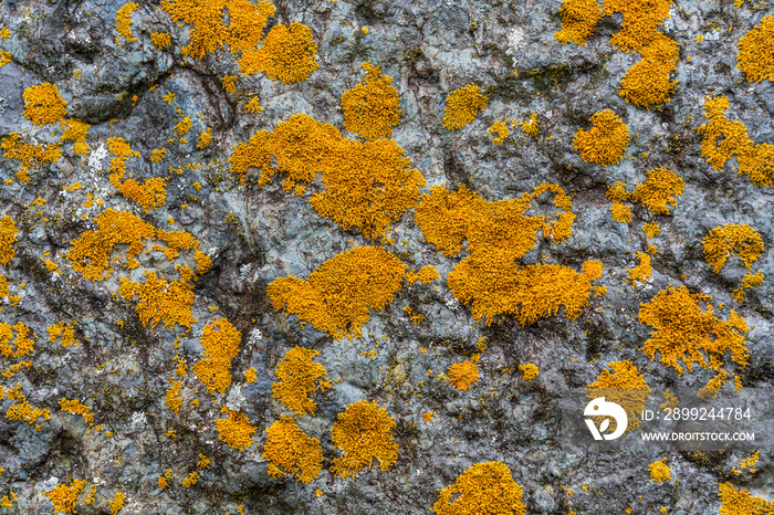 Yellow lichen growing on a rock