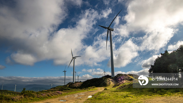 Generadores de energía eléctrica eólicos cerca de un pequeño bosque de pinos, juegan un papel importante en la transición energética