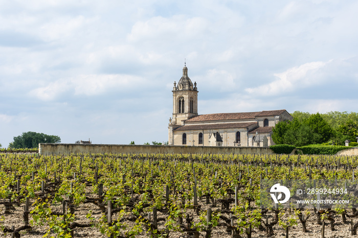 Vignoble à Margaux (Médoc, France), près de Bordeaux