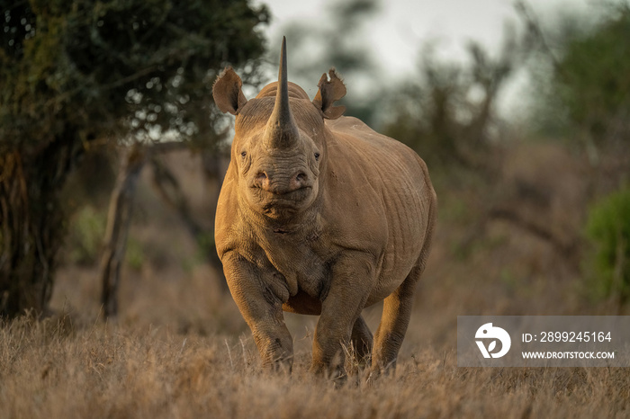 Black rhino stands in clearing facing camera