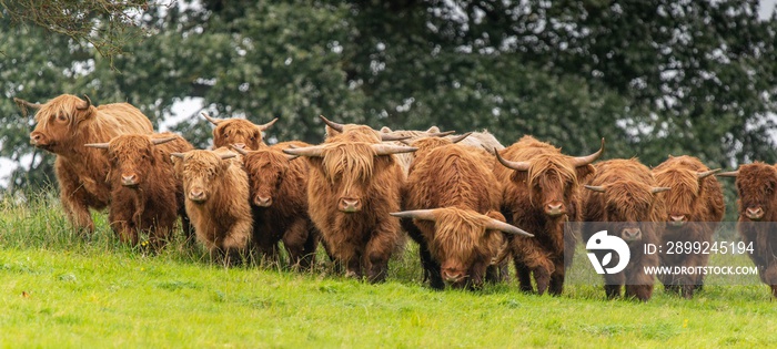 A close up photo of a herd of Highland Cows in a field