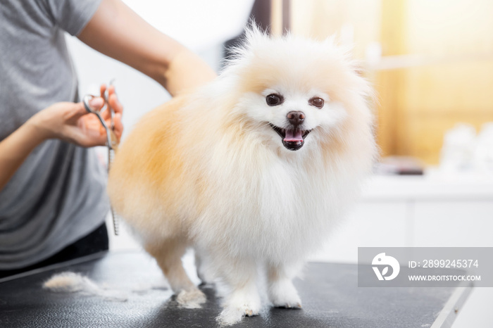 Master girl groomer shears small dog Pomeranian spitz with scissors in hairdresser for animals