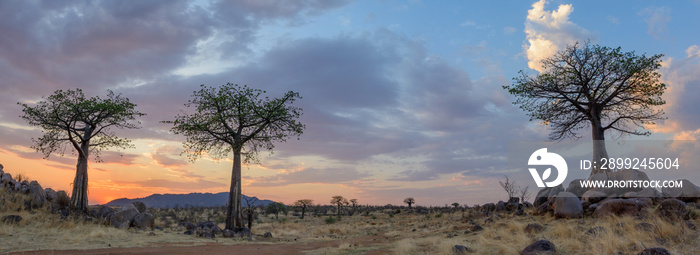 Sunset and Baobab  (Adansonia digitata). Ruaha National Park. Tanzania