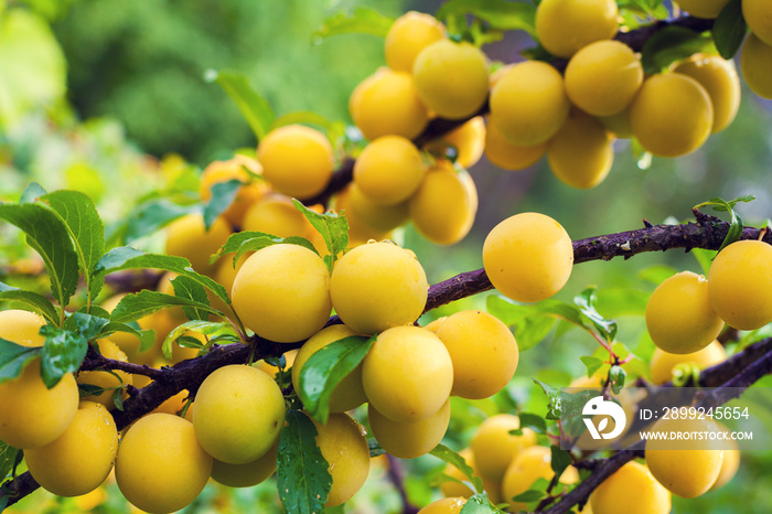 Branch of yellow plum in orchard. Abundant fruit crop