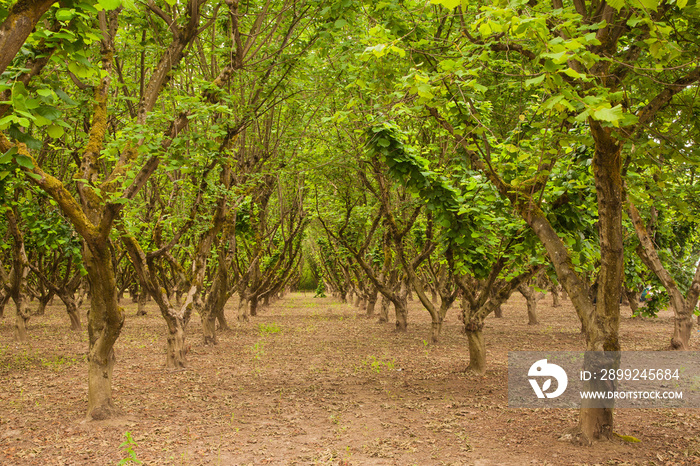 Orchard of Hazelnut (filbert) trees in the Willamette Valley, near Salem, Oregon