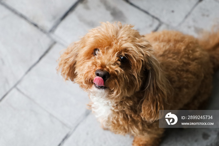 Hungry bichpoo dog outside begging for a treat from the owner and licking with her tongue. Dog is a redhead bichon poodle mix breed