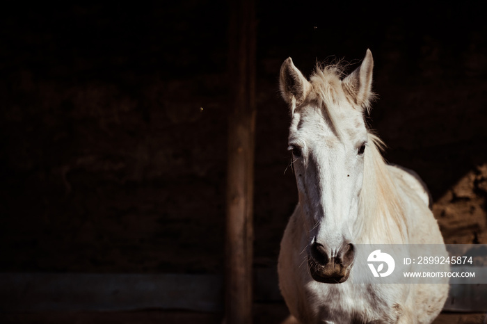 Cheval blanc dans un centre équestre