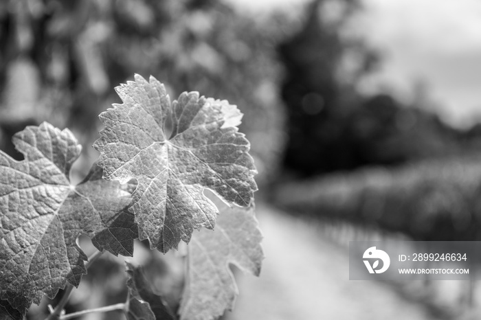 Vineyards at Sonoma valley