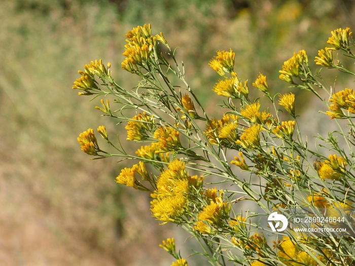 Yellow rabbitbrush (Chrysothamnus viscidiflorus) - bushy cluster of yellow flowers, Zion National Park, Utah, USA