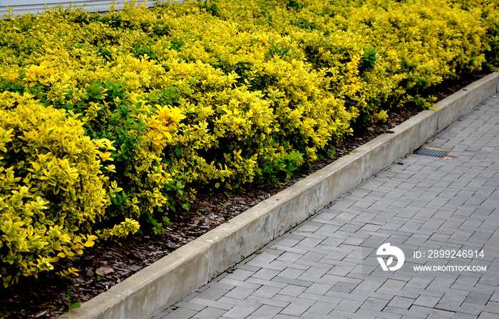 euonymus fortunei emerald gold evergreen shrub or creeping or climbing tree of golden leaf color