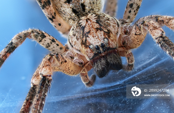 Zoropsis spinimana (Zoropsidae) Close up of a spider. Macro photography