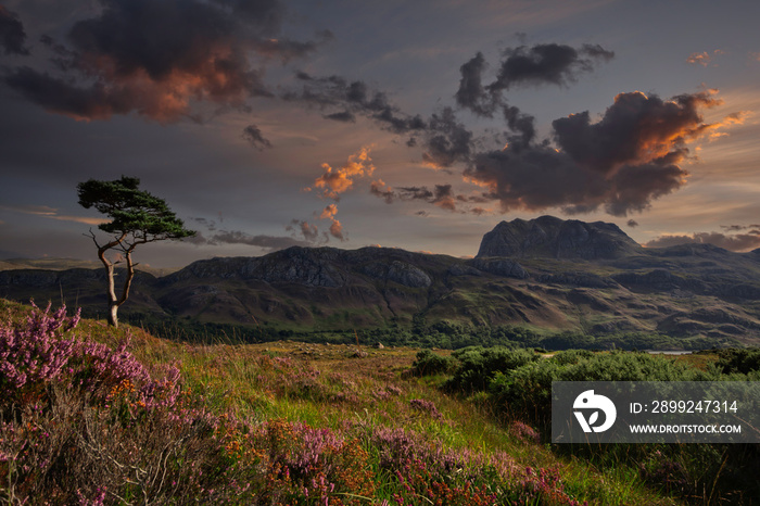 A lone scots pine standing at loch Maree at sunset with with views to the Slioch mountain, located in Wester Ross, Northwest highlands, Scotland.