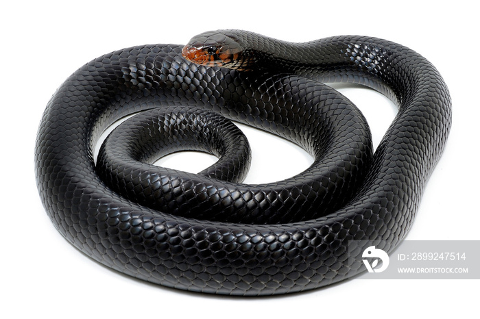 Eastern indigo snake (Drymarchon couperi) on a white background