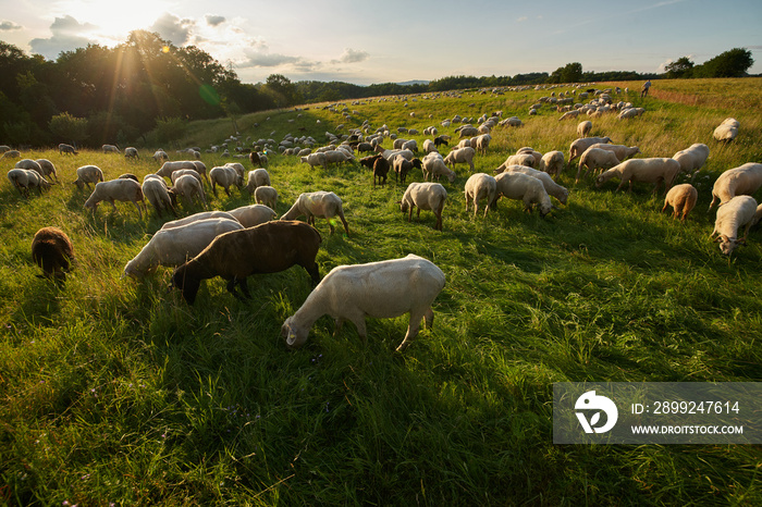 Geschorene Schafe auf der Weide im Abendlicht