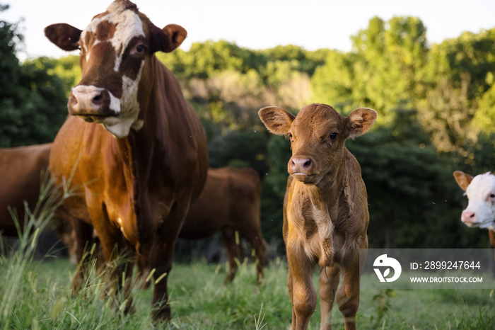 Hereford Cattle with Calf