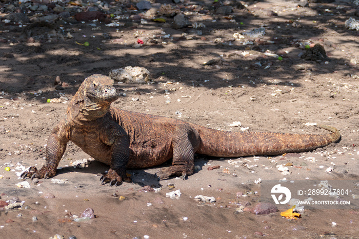 コモドドラゴン komodo dragon