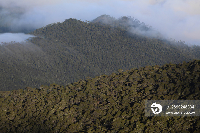 Forests on Pico Duarte, Dominican Republic