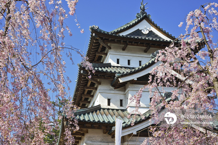 Cherry blossoms at the Hirosaki Castle Park in Hirosaki, Japan.