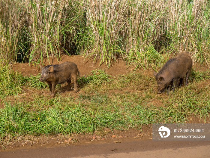 Feral pigs in the uplands on the Hawaiian Island of Kauai. The state is trying to eliminate the pigs as a result of the damage caused to the environment.