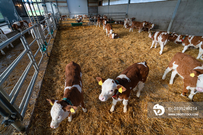 Rindfleischerzeugung - Fleckviehkälber in einem Fresseraufzuchtbetrieb, landwirtschaftliches Symbolfoto.