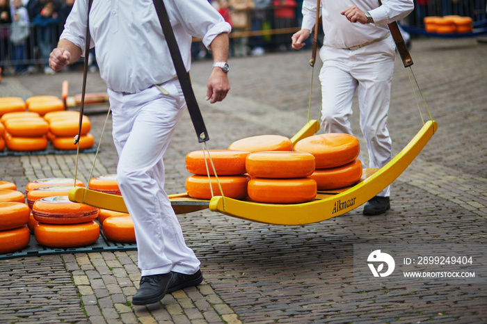 Cheese carriers walking with cheeses at famous Dutch cheese market in Alkmaar