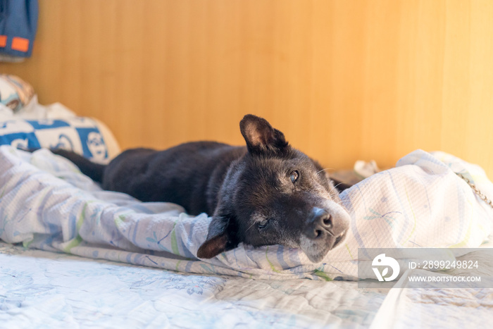 お昼寝をする老犬