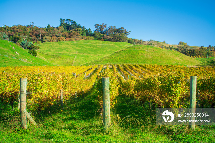 Rows of grapevines with leaves turning yellow. Autumn in Hawke’s Bay vineyard, New Zealand