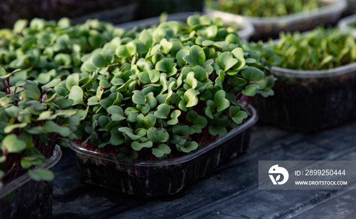 microgreens growing  organic bio gardening