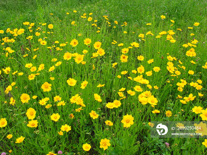 初夏の野原に咲く特定外来生物に指定されているオオキンケイギク